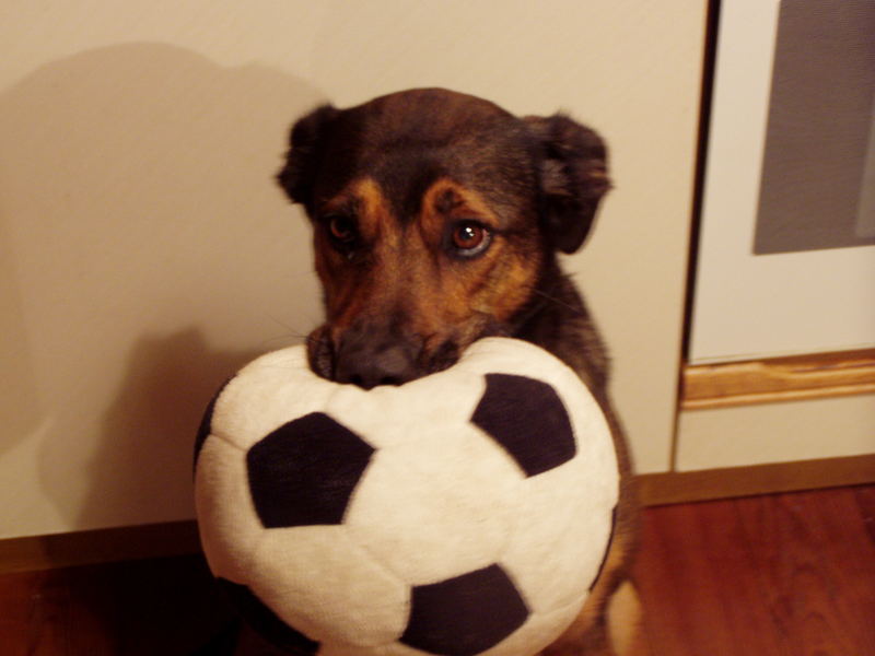 Fußball-Fan WM 2006