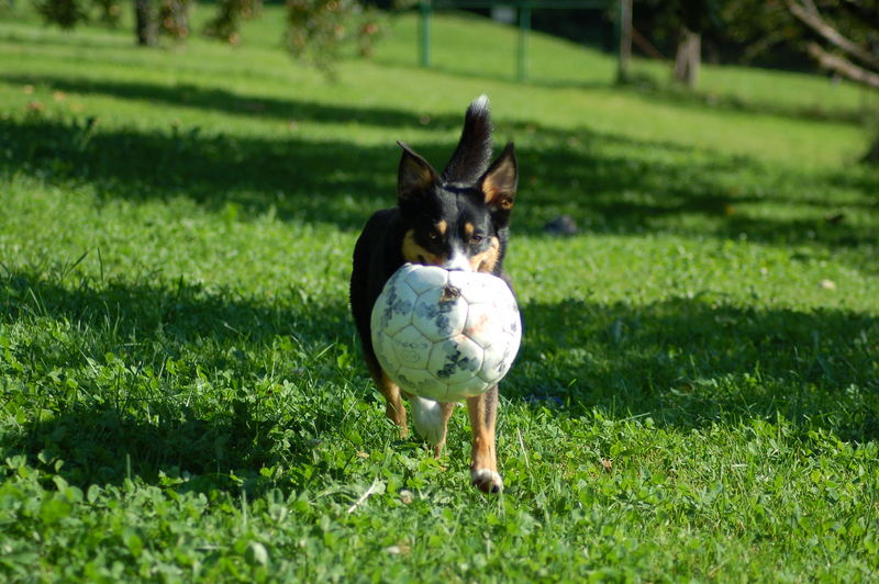 Fußball