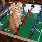 Fussball für Katzen