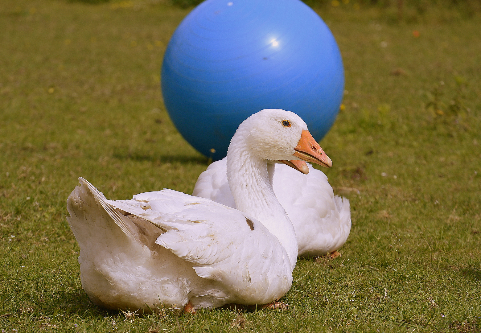 Fußball - Gans