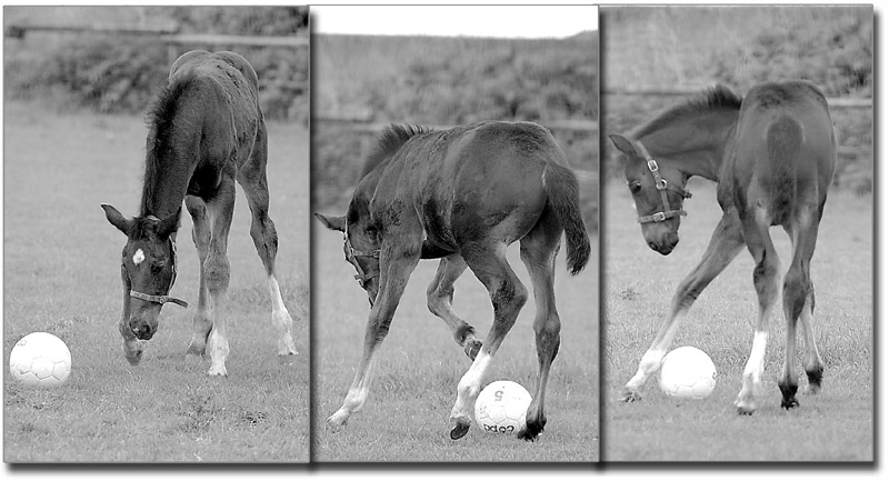 Fußball ist unser Leben