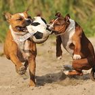 Fußball mal anders !!