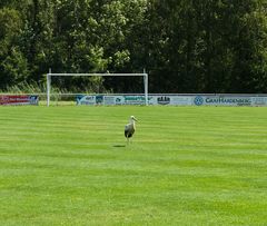 Fussball ? - Oder wer spielt mit ?