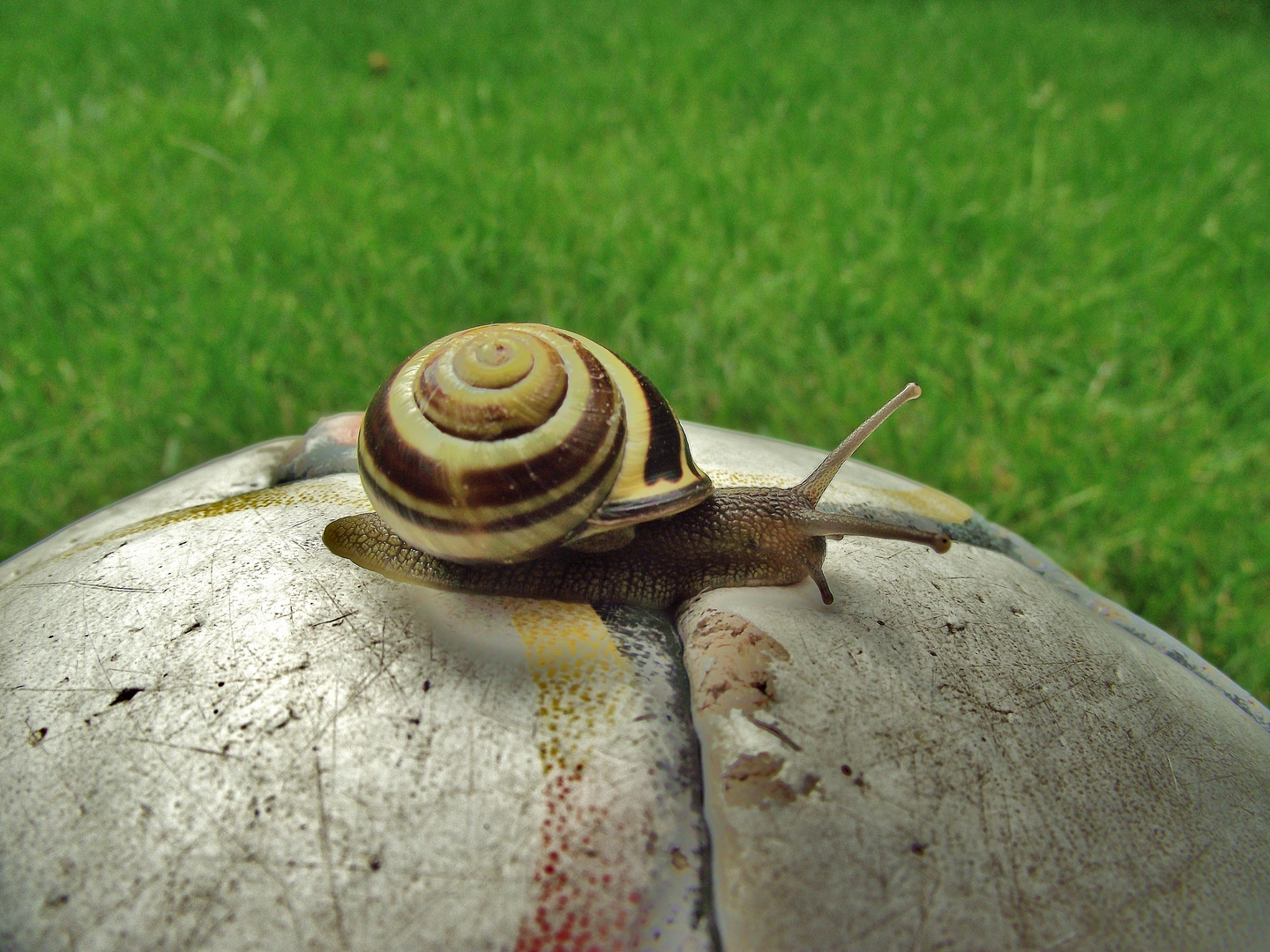 Fußball-Schnecke