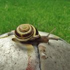 Fußball-Schnecke