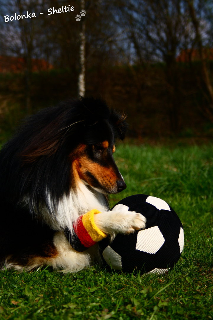 Fußball - Sheltie xD