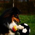 Fußball - Sheltie xD