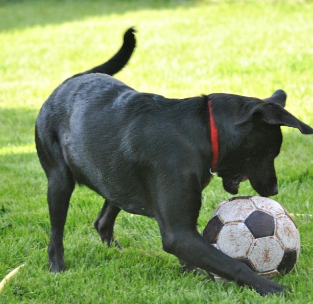 Fussball-WM der Frauen