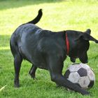 Fussball-WM der Frauen