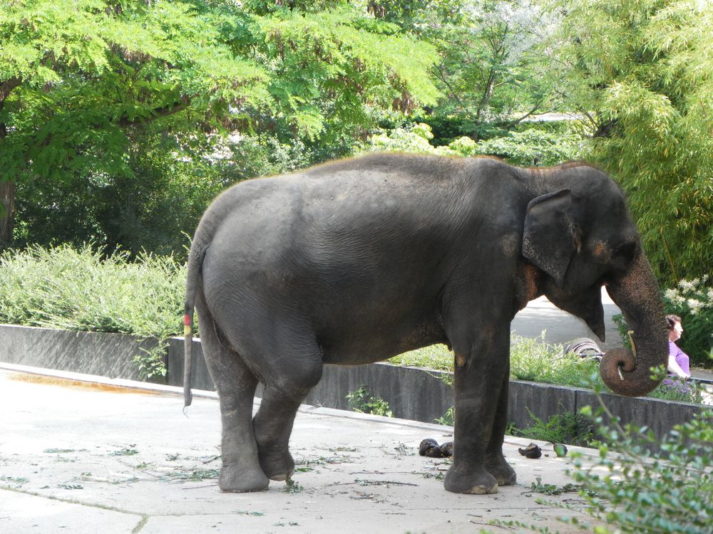 fußballbegeisterter Elefant