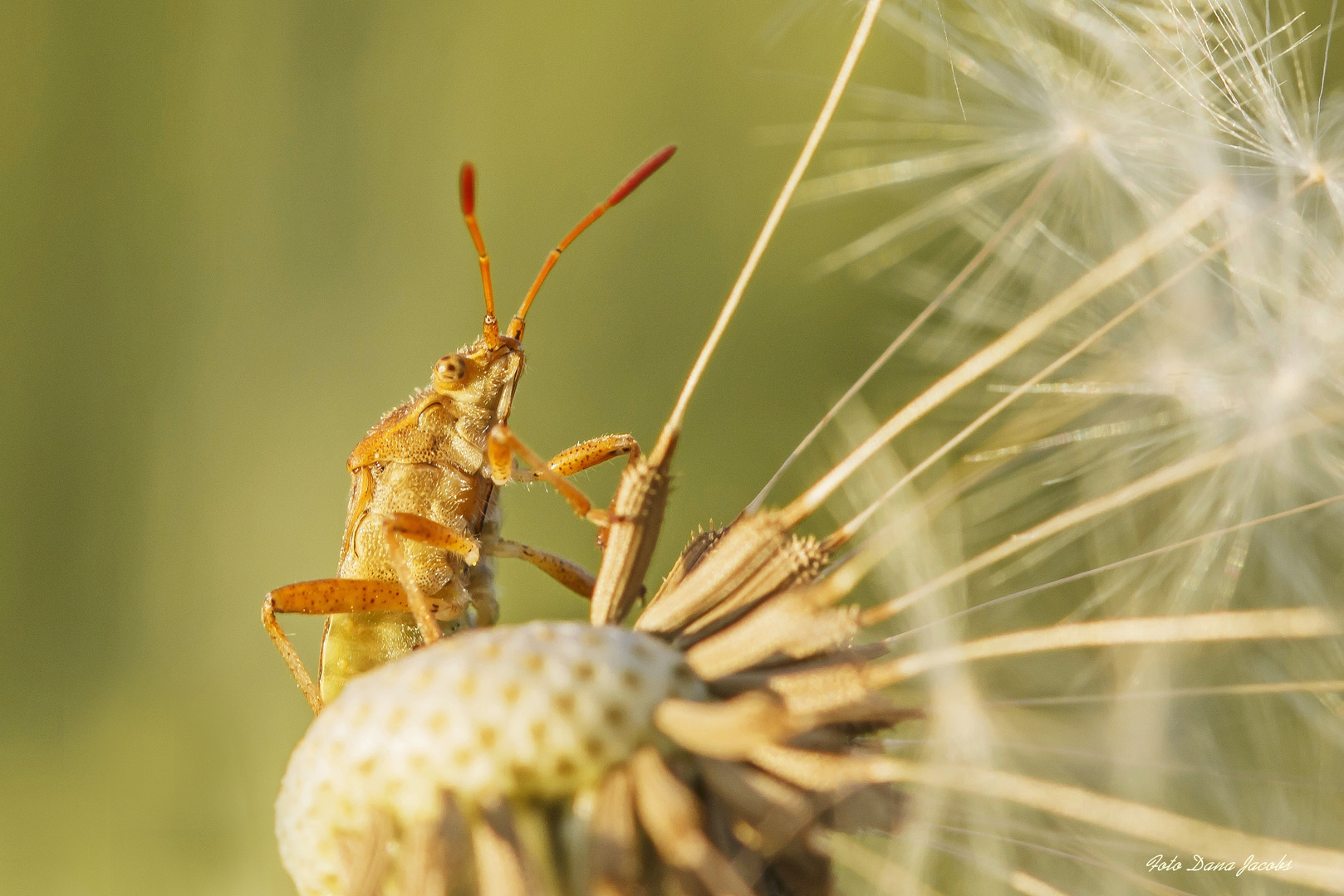 Fussballeraugen