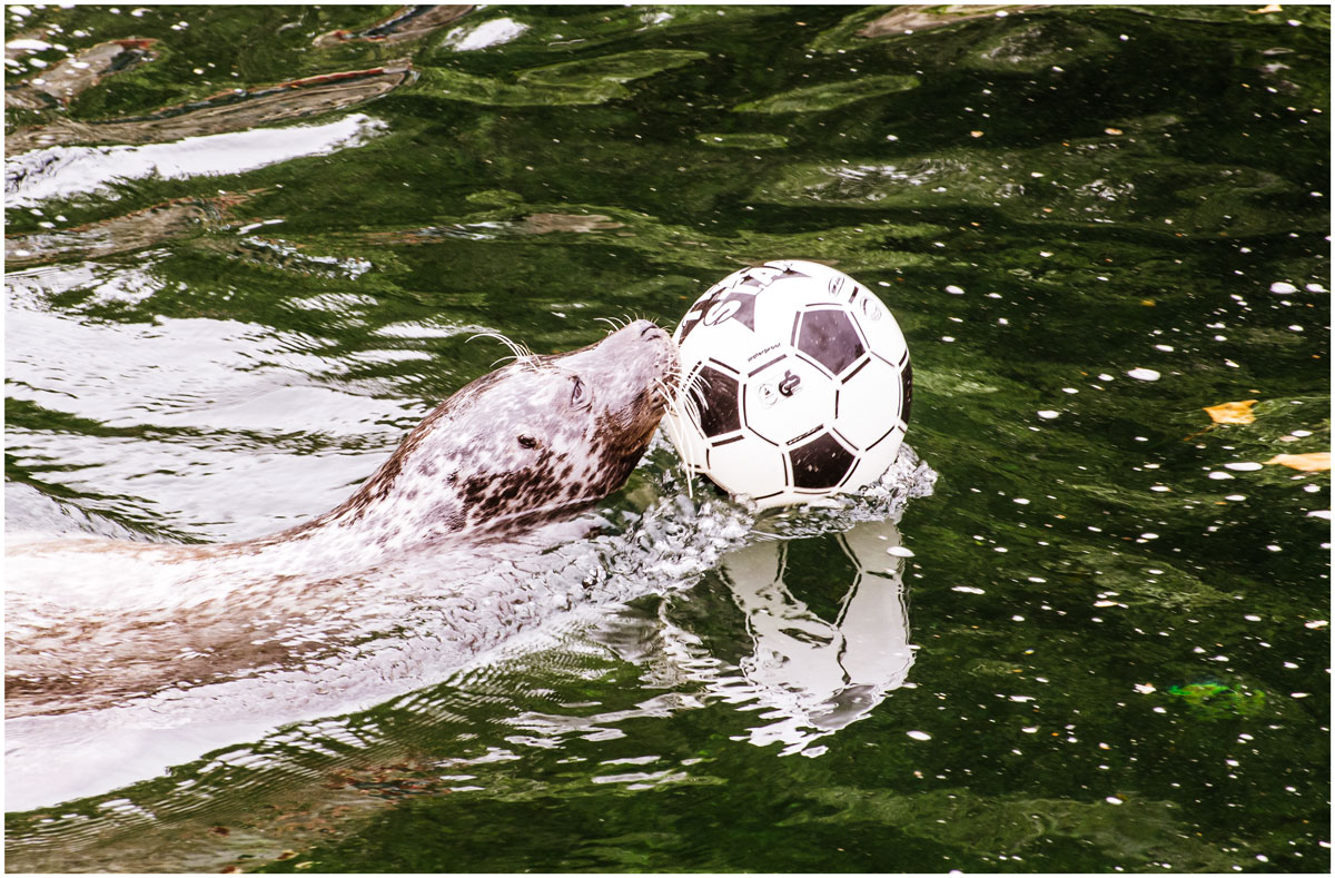 Fußballfan