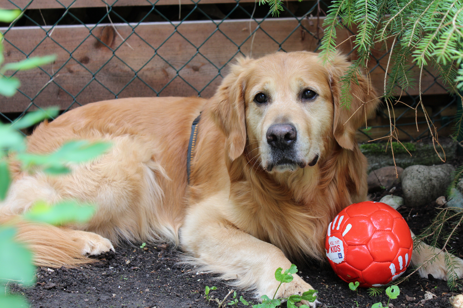 Fußballfan Benny