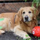 Fußballfan Benny