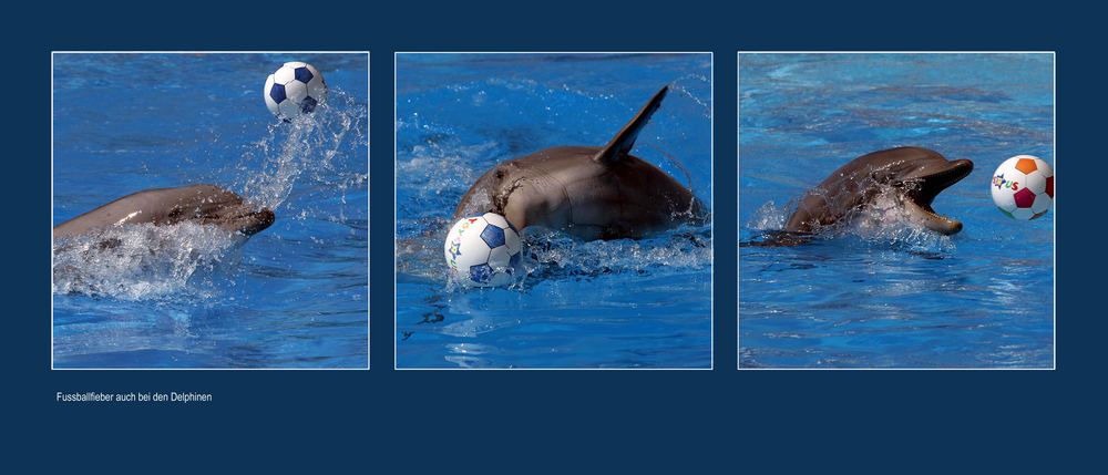 Fussballfieber auch im Wasser