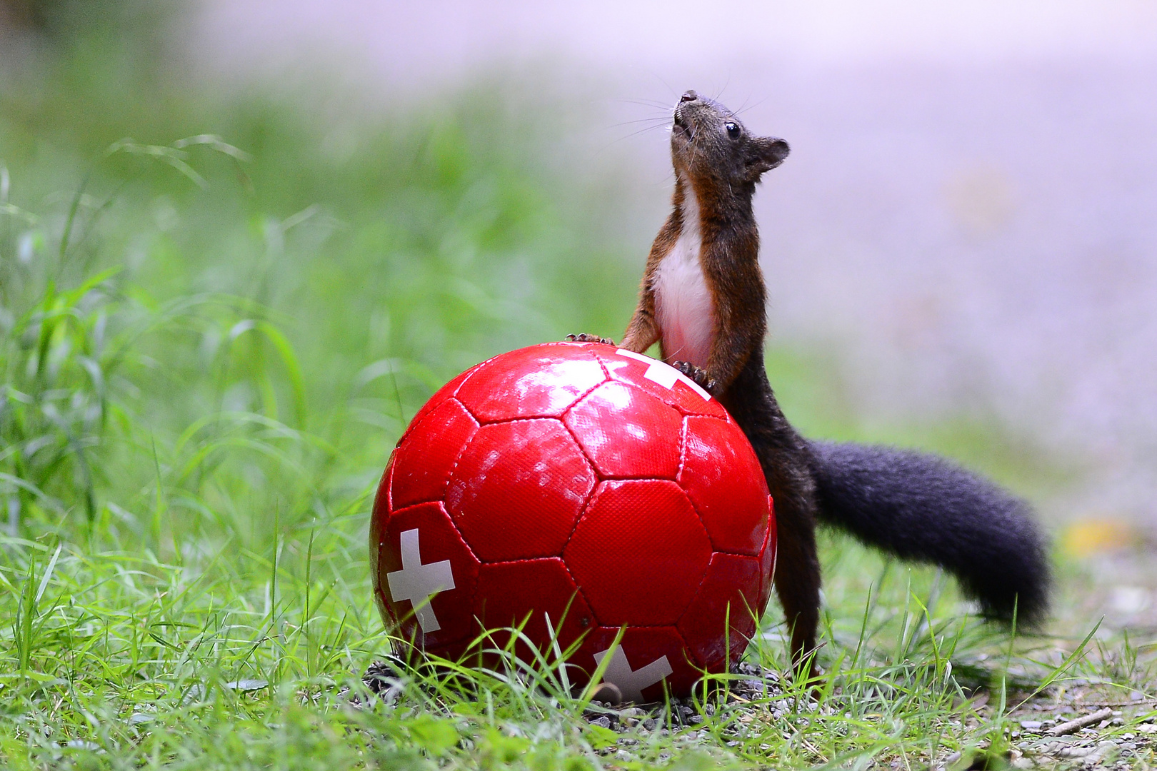 Fussballhörnchen