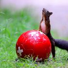 Fussballhörnchen