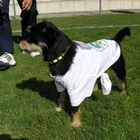 Fußballmaskottchen Benny vom 1.FFC Montabaur