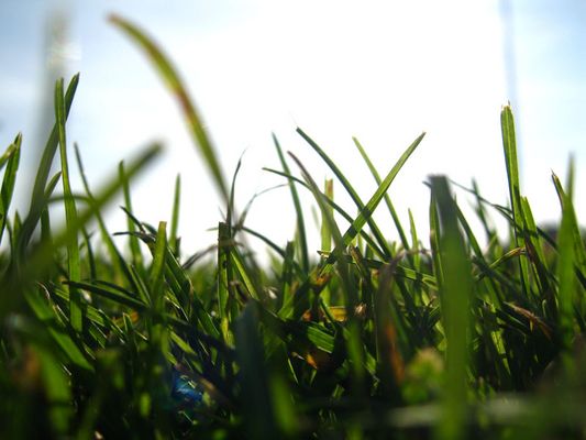 Fussballplatz - MakroGras