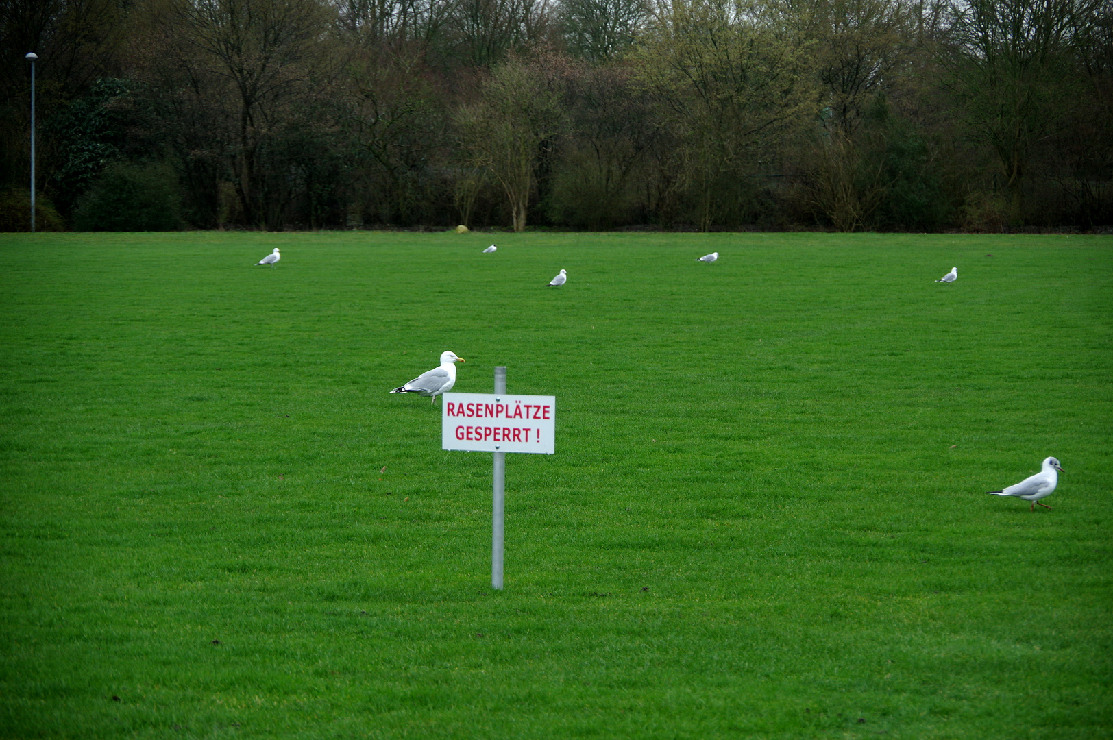 Fußballpoesie in Bremen