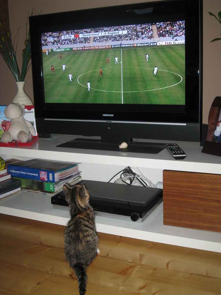 Fussballverückte Katze