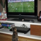 Fussballverückte Katze