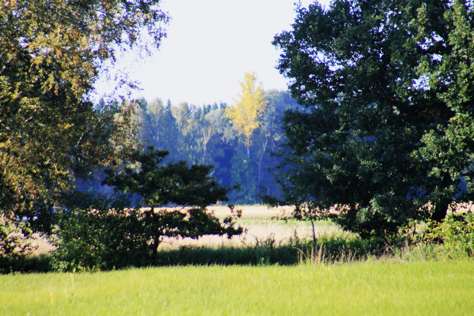 Fussbergmoos im Herbst