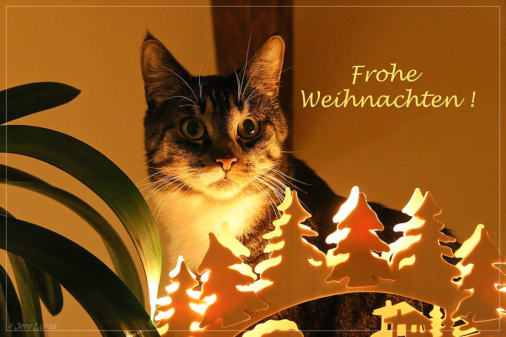 Fussel wünscht frohe Weihnachten