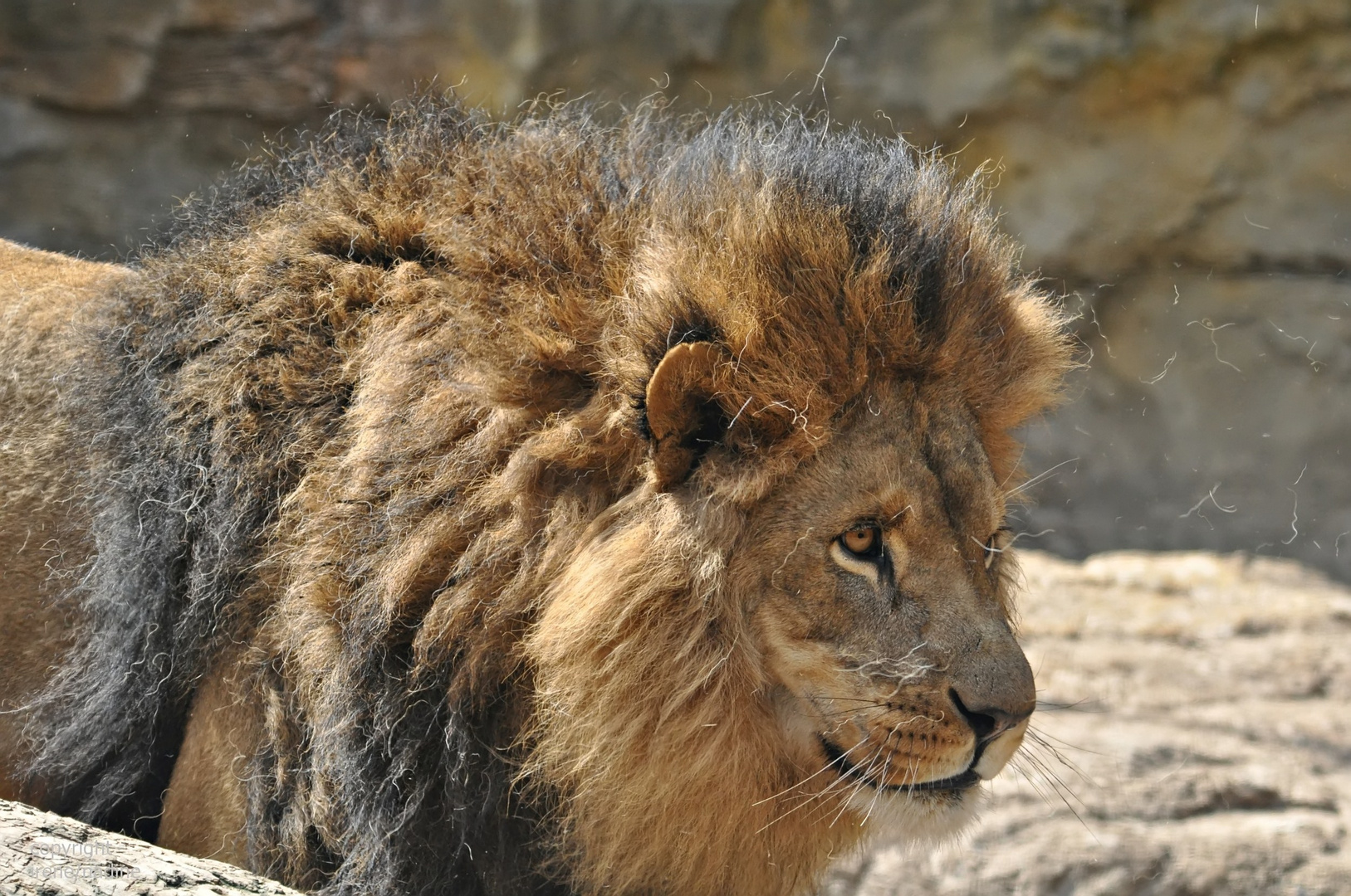 Fusselalarm bei Massai