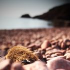 Fusseltier am Strand