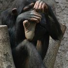 Fußpflege auf Schimpansenart