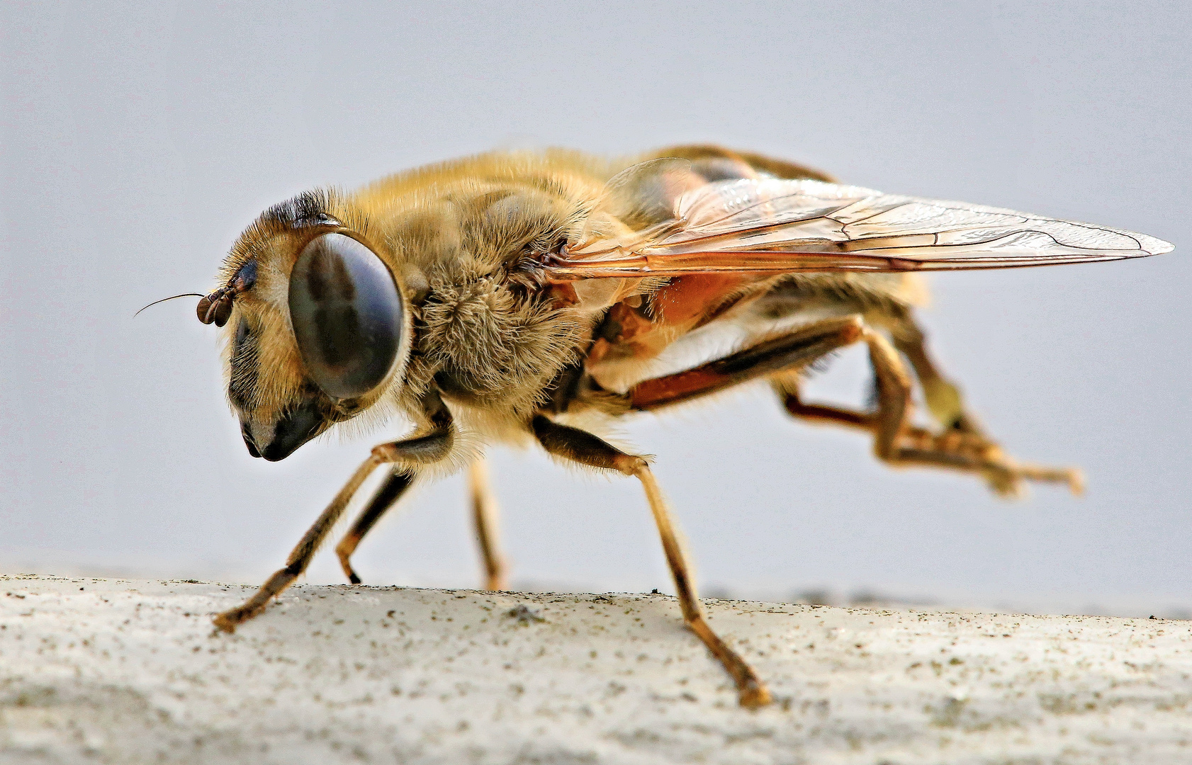 Fußpflege der Schwebfliege