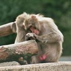 Fusspflege im Affenkäfig
