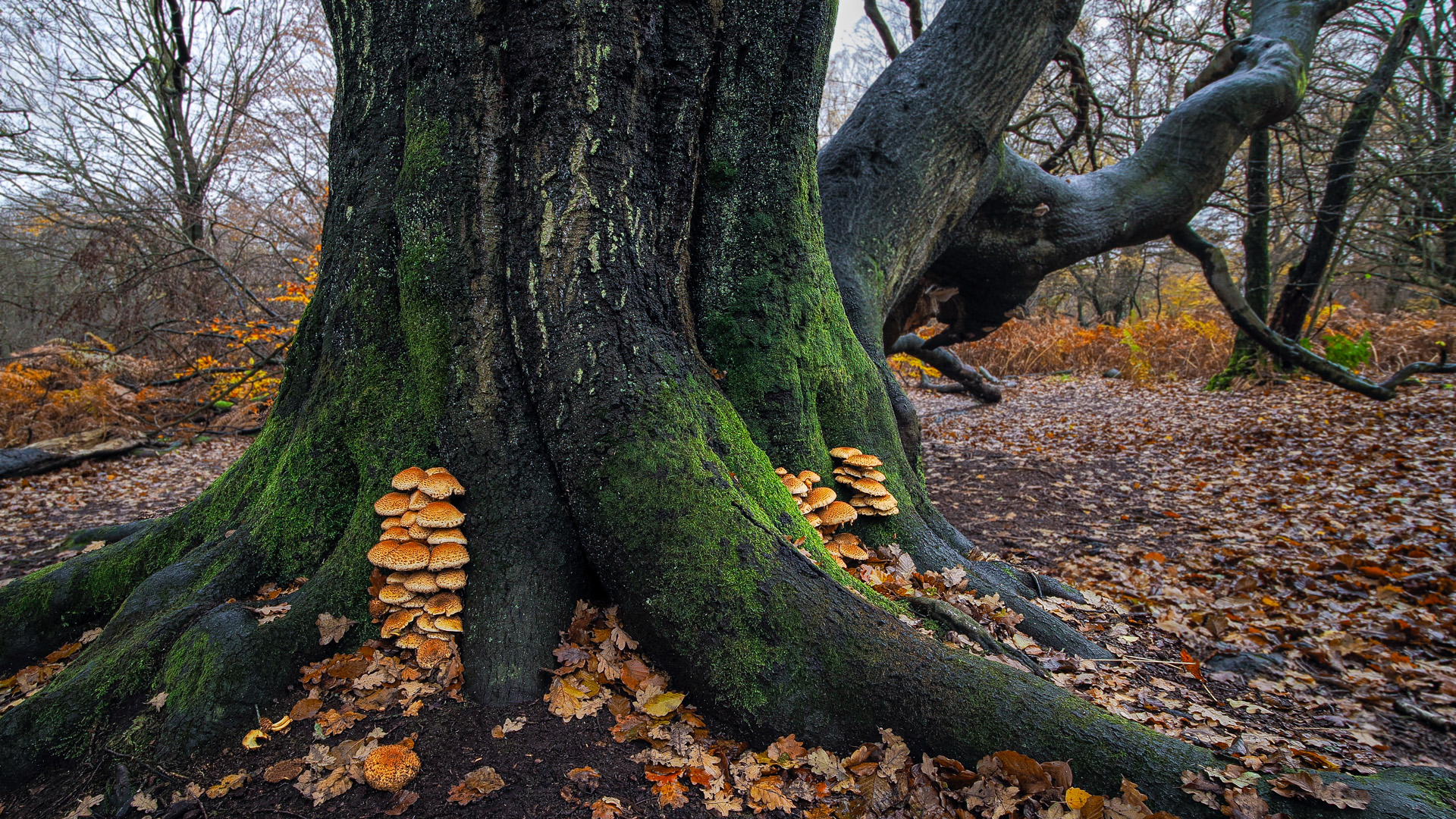 Fußpilz