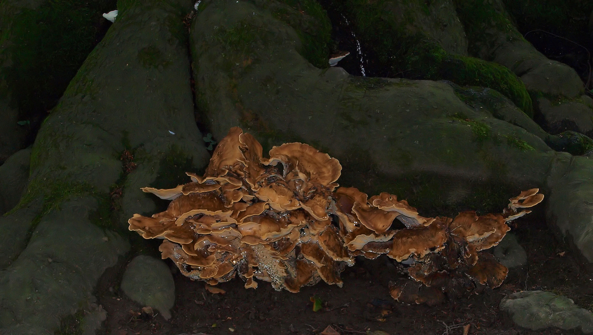 Fußpilz hat die alte Buche