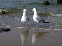 -Fußwäsche im Meer--