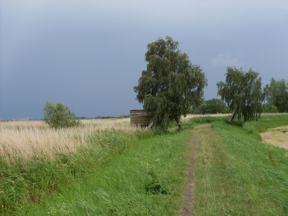 Fußweg bei Grüssow ( Usedom )