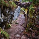 Fußweg durch den Zauberwald am Hintersee, Berchtesgadener Land / Bayern