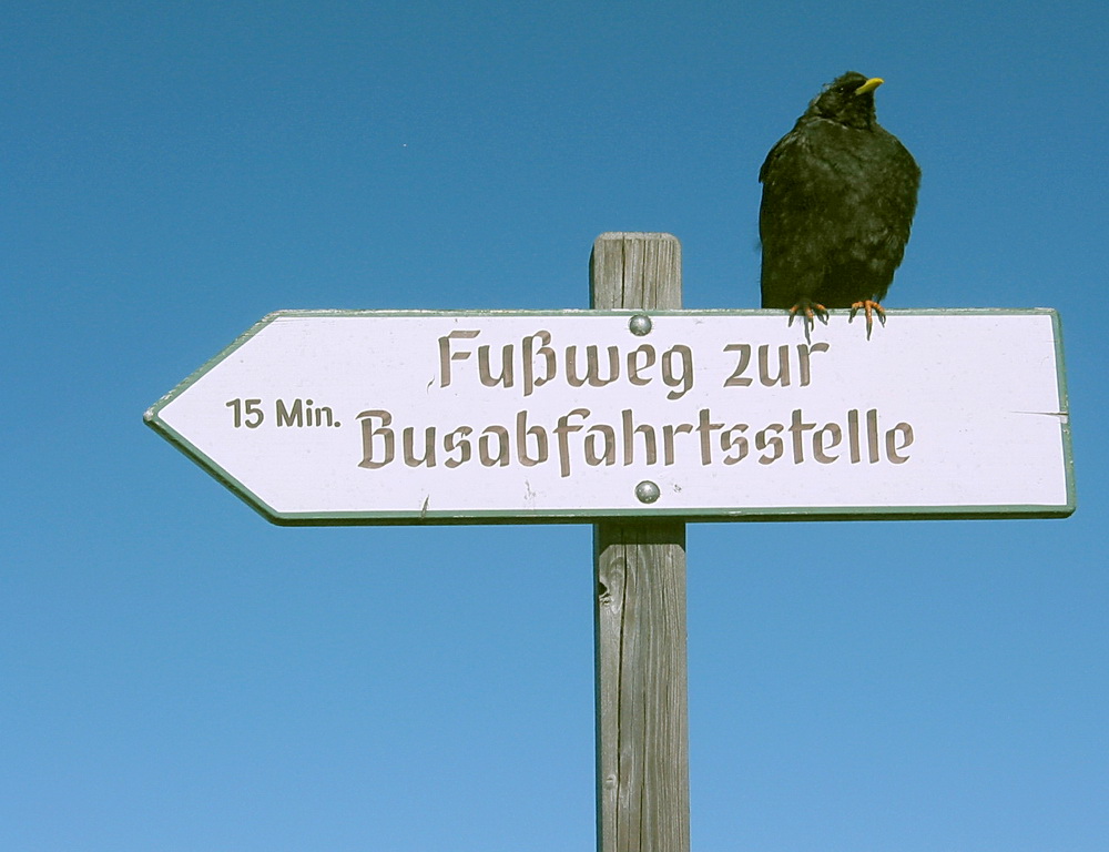 Fußweg Hinweis - aber nicht für die Krähe