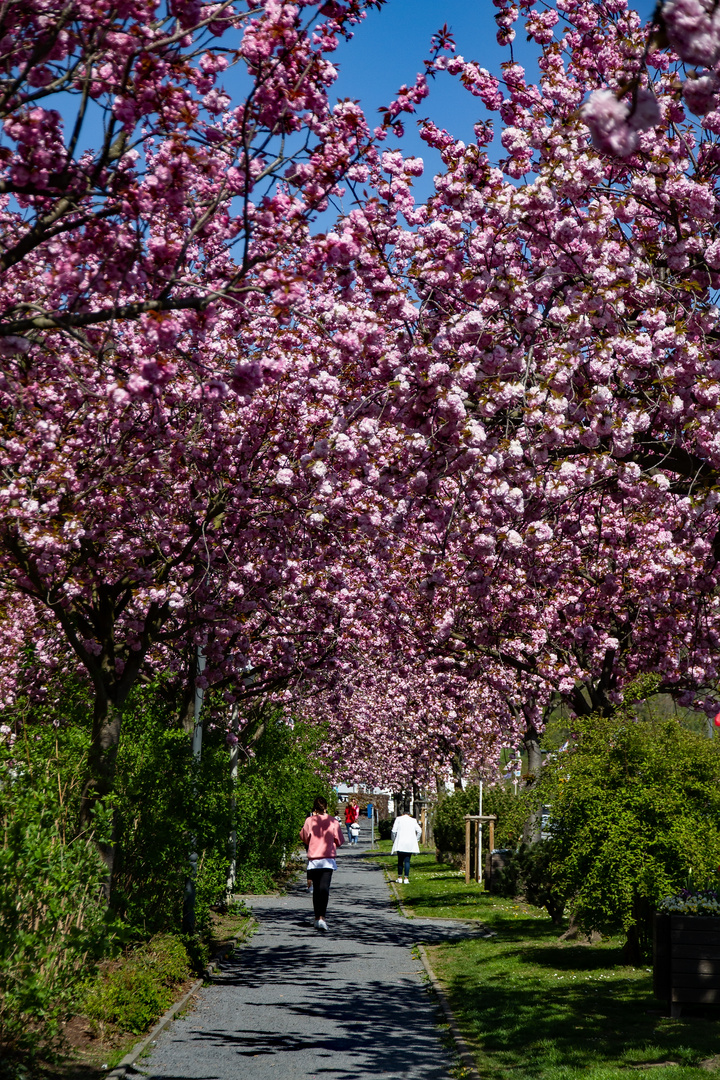 Fußweg in Oberwinter