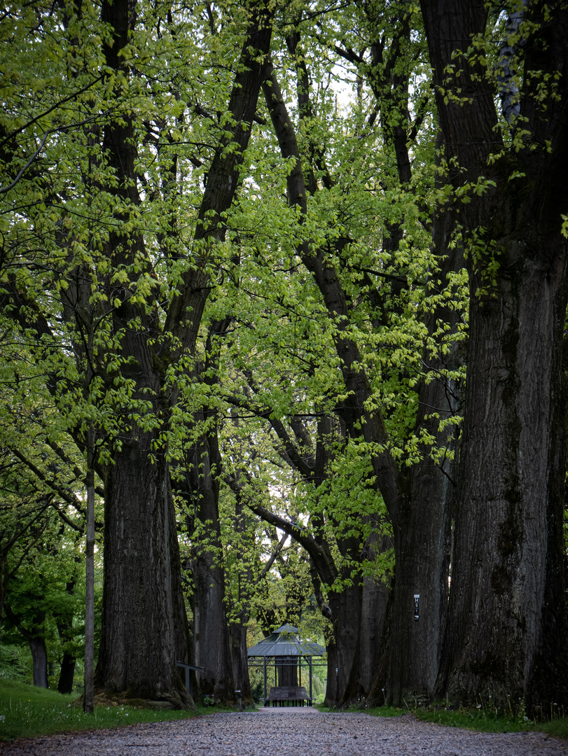 Fußweg Johannisberg