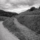 Fußweg zum Wingert in der Lage Kastanienbusch