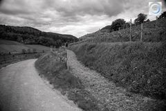 Fußweg zum Wingert in der Lage Kastanienbusch