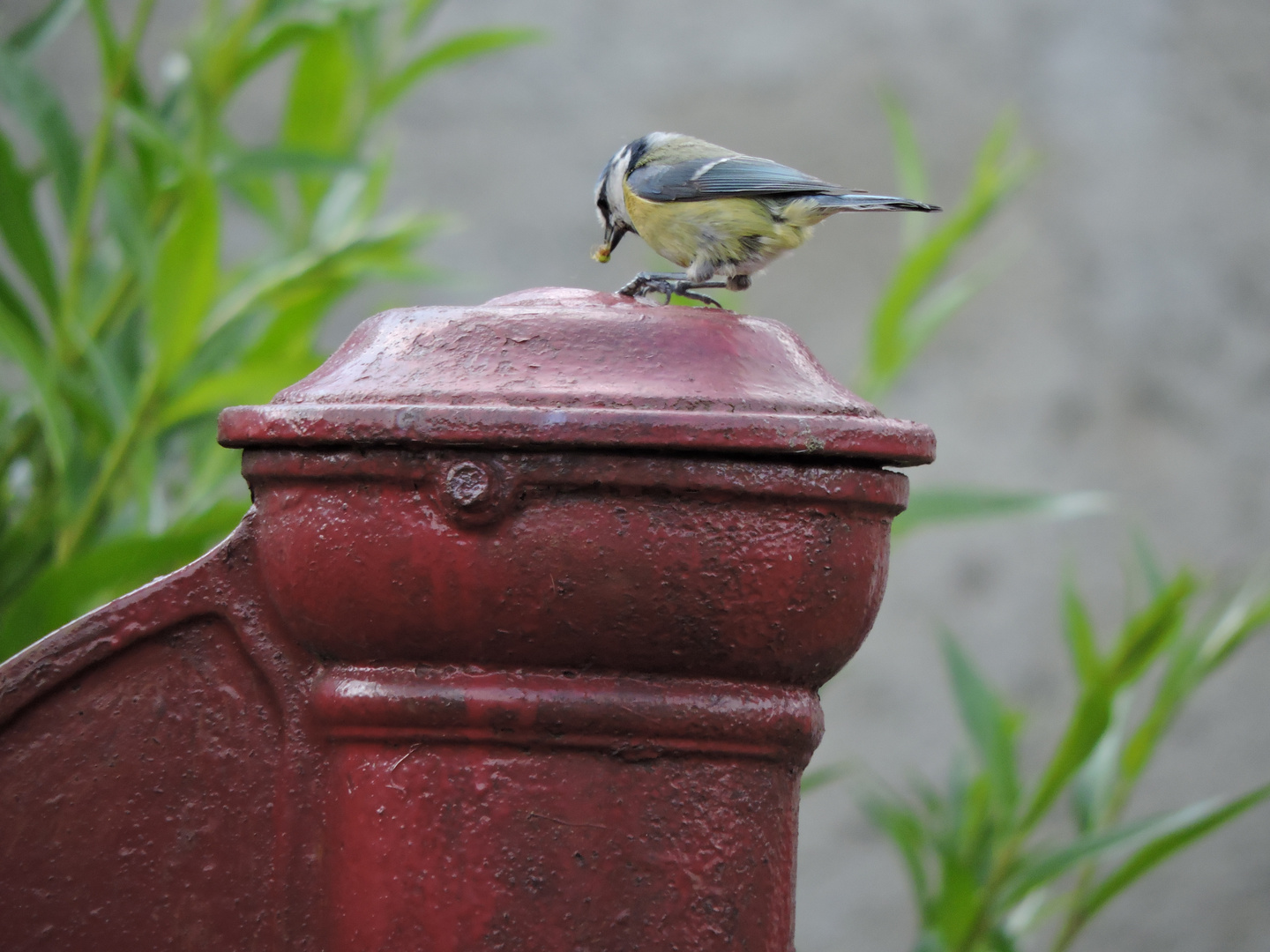 Futter Foto Bild Tiere Tier Und Mensch Natur Bilder Auf Fotocommunity