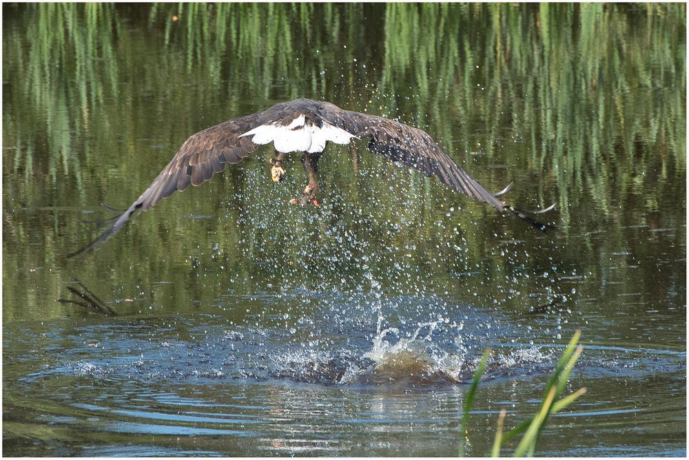 Futter aus dem Wasser geholt