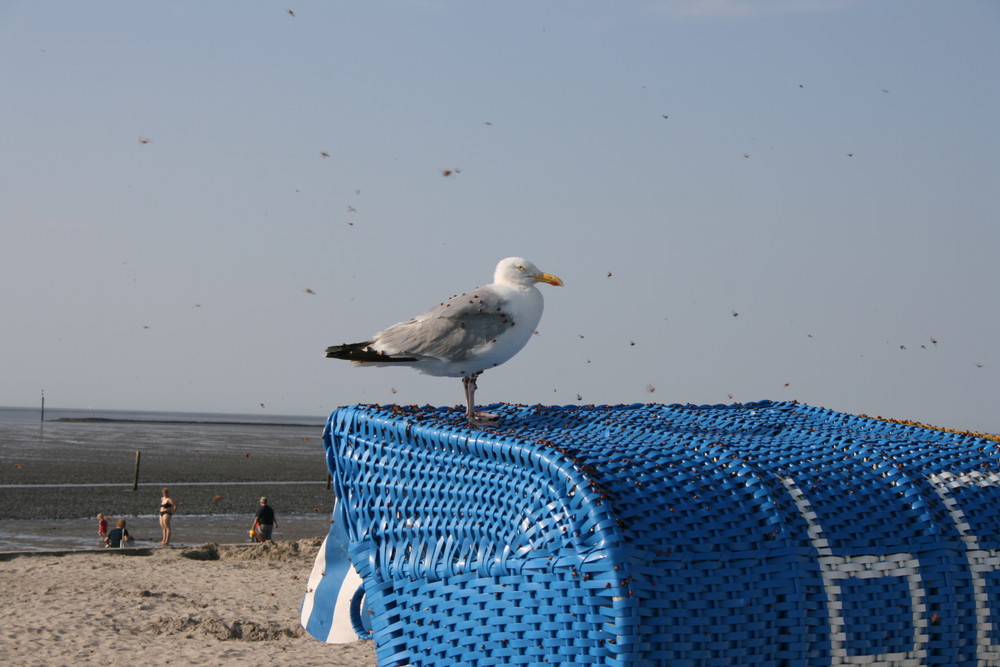 Futter fängt Vogel