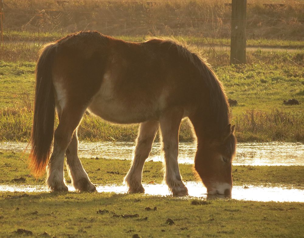 Futter findet die arme Elise kaum noch auf der teilweise überschwemmten Wiese.