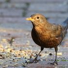 Futter für alle Vögel