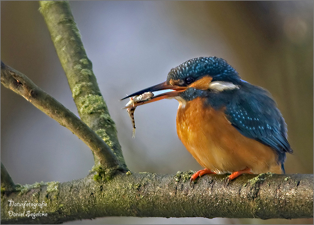 Futter für den Eivsvogel