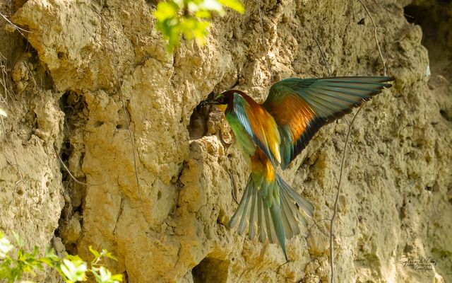 °°_Futter für den Nachwuchs_°°